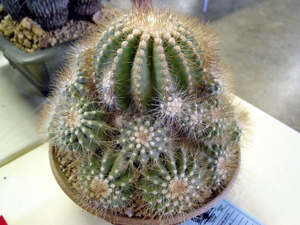 Copiapoa_krainziana_3